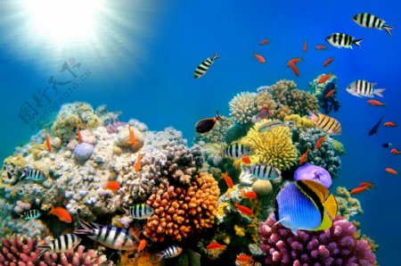 阳光下多彩的珊瑚与鱼图片