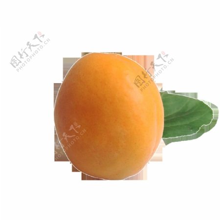 黄杏素材