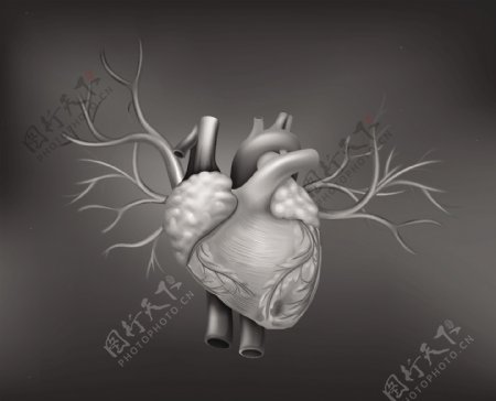 人体心脏器官设计矢量