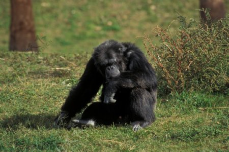 草地上的黑猩猩图片