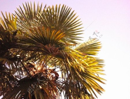 阳光灿烂度假太阳阳光意大利棕榈油热带温暖棕榈树