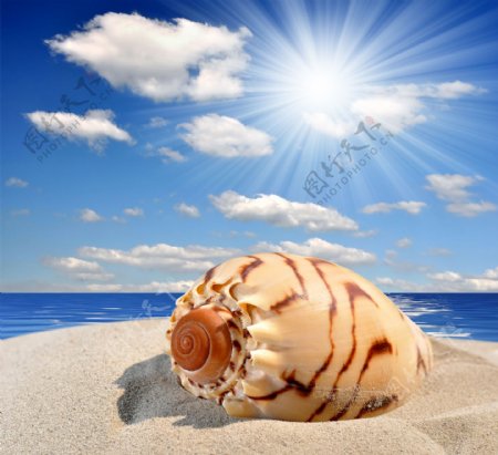 夏日沙滩上的海螺图片