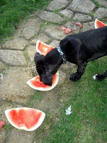 小狗在吃西瓜