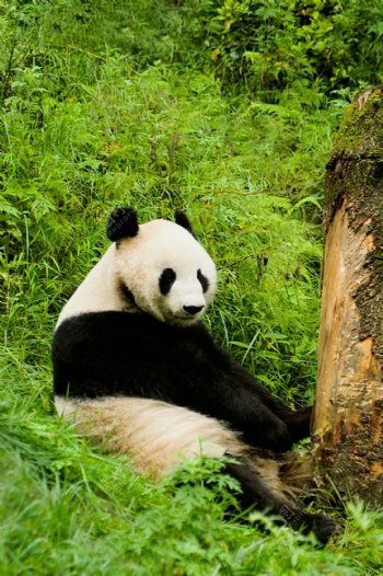 国宝熊猫图片图片