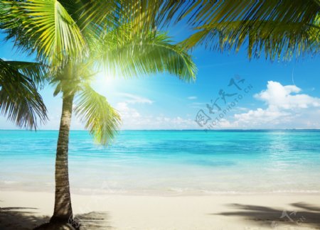 椰树与沙滩美景图片