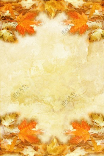 秋天枫叶背景图片图片