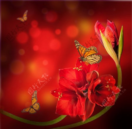 蝴蝶与红色鲜花图片