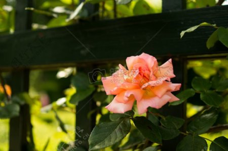 花栅栏粉红色的玫瑰植物开花植物学
