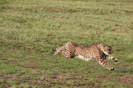 奔跑中的豹子摄影图片