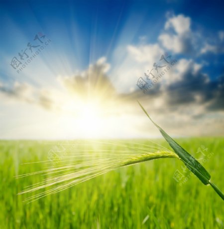 阳光照射的绿色麦田图片