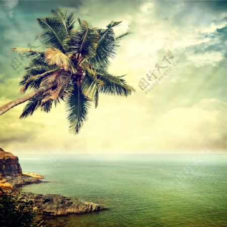 海边的椰树图片