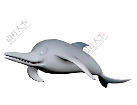 海豚简模