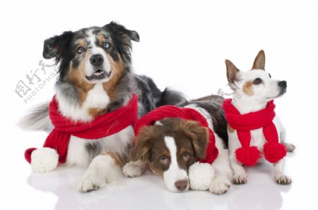 三只带围巾的宠物狗图片