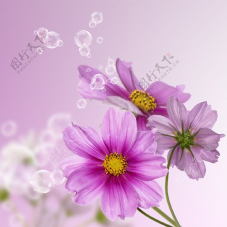 鲜花与气泡图片