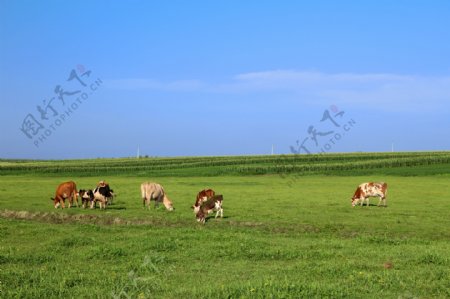 草原自然风光图片