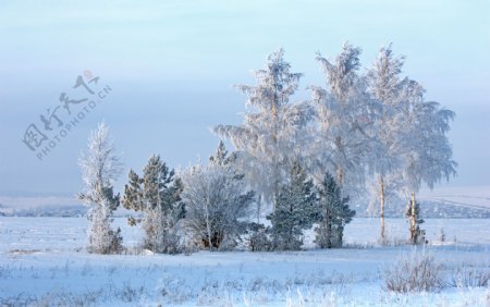 雪地与雪树摄影图片