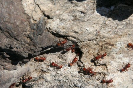 迁徙的蚂蚁