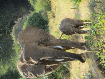 非洲婴儿大象肯尼亚