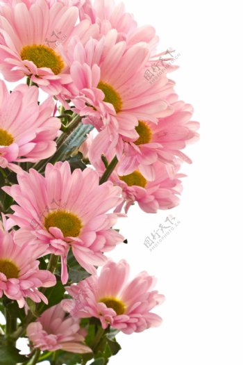 美丽的粉色菊花图片