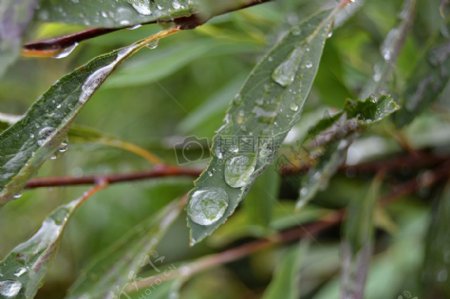 水植物叶子湿绿色滴水水滴