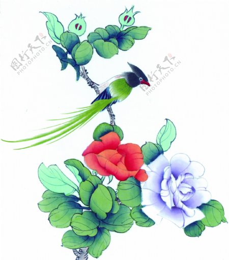 鲜花与小鸟插画图片