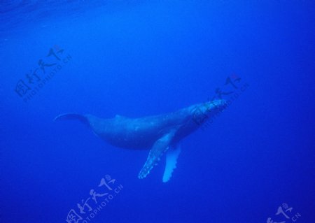 海底中的鲸图片