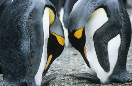 低着头的两只企鹅图片