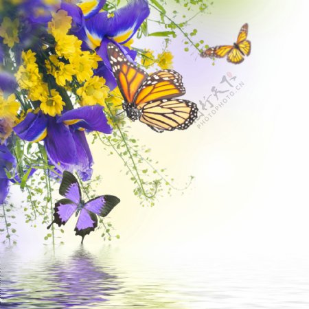 水面上的花朵与蝴蝶图片