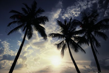 椰树背景图片
