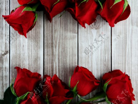 玫瑰花与木板背景图片