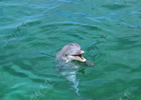 水里里的海豚图片