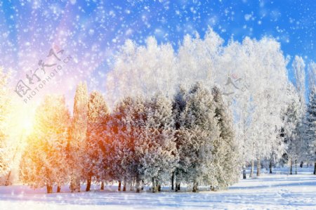 雪中美丽的树木和雪地图片
