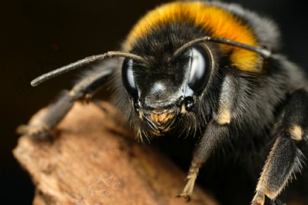 蜜蜂眼睛微距摄影图片