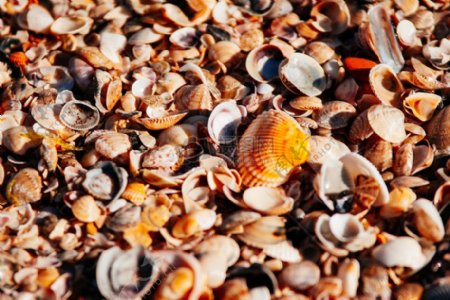 大海沙滩橙色岸珍珠贝壳贝壳