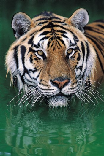 水里的老虎图片