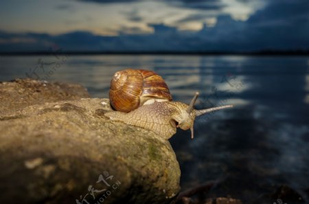 岩石上的蜗牛图片