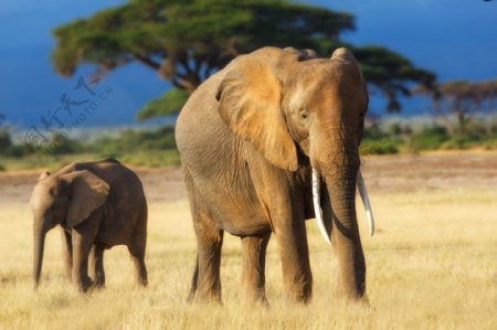 草地上的大象和小象图片