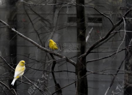 上秃树的2黄色和白色鸟选择性彩色照片