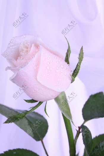 含苞待放的玫瑰花图片