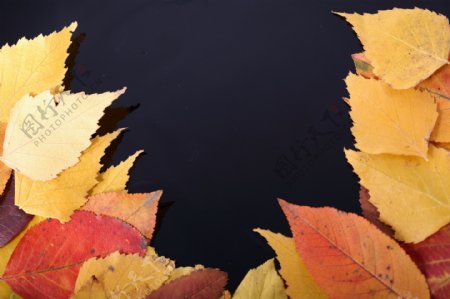 斑点秋天落叶图片