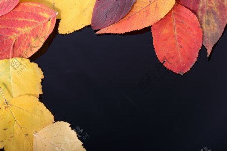 围成边的秋天落叶图片