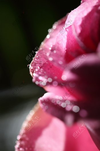 光斑玫瑰花瓣图片