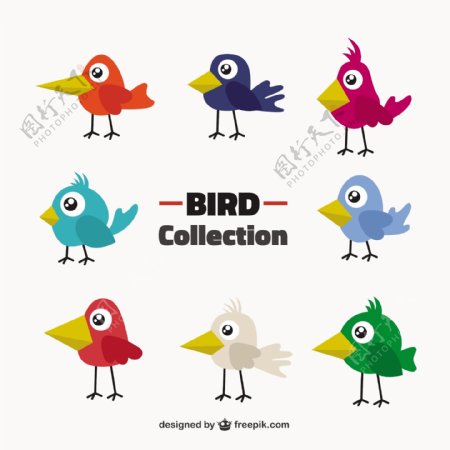 原始的鸟类收集的颜色