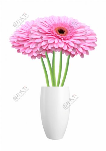 粉色菊花花瓶图片