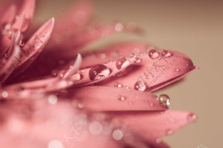 带露水的粉色花朵图片