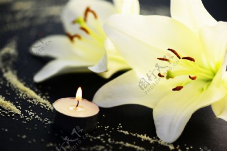 蜡烛玉兰花图片