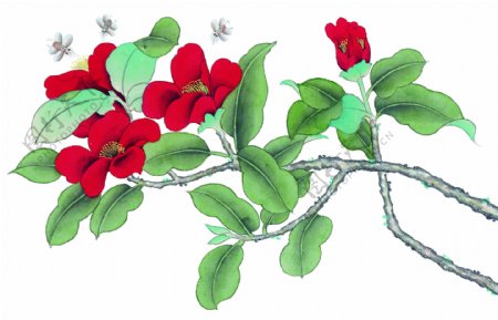 工笔画花卉植物图片