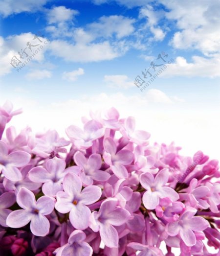 蓝天白云粉色花朵图片