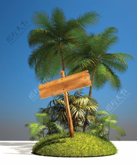 椰子树摄影图片