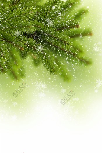 圣诞节雪花背景图片
